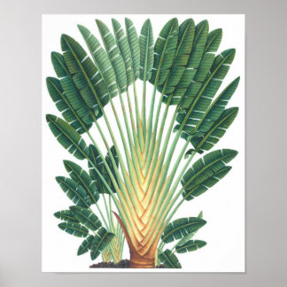 Tropiska anläggningen i handflatan Träd Poster #1,