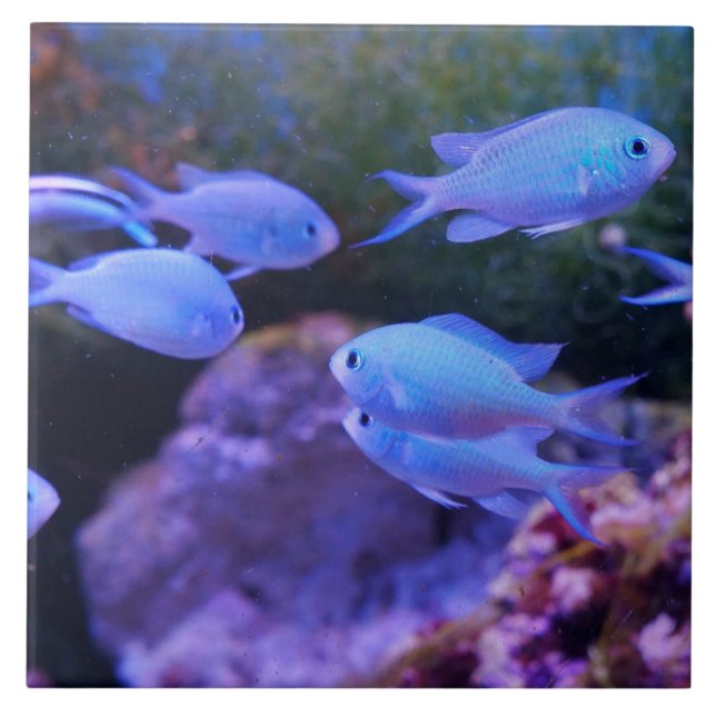 Tropiska blåa fiskar kakelplatta (Framsidan)