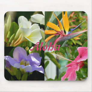 Tropiska blommor av Kauai Hawaii hibiskusPlumeria Musmatta
