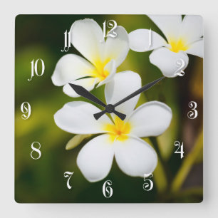 Tropiska blommor för vitfrangipani fyrkantig klocka