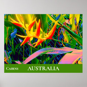 Tropiska blommor heliconia Queensland Australien Poster