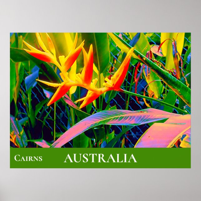 Tropiska blommor heliconia Queensland Australien Poster (Framsidan)