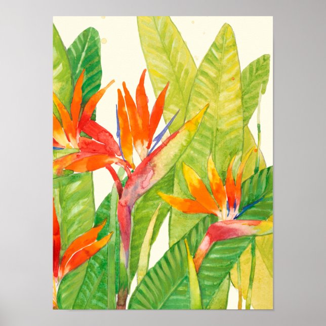 Tropiska blommor | Paradise-fågeln Poster (Framsidan)