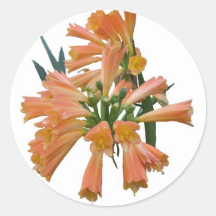 Tropiska blomsterfästen för orange runt klistermärke