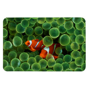 Tropiska dolda fiskar magnet