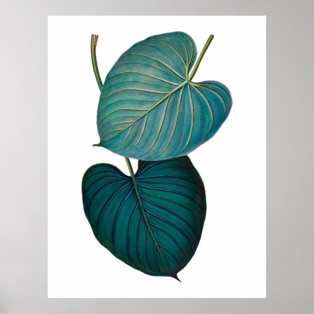 Tropiska exotiska filodendron löv poster (Framsidan)