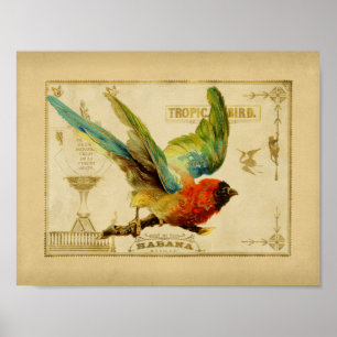 Tropiska fågelboxen i Vintage Poster