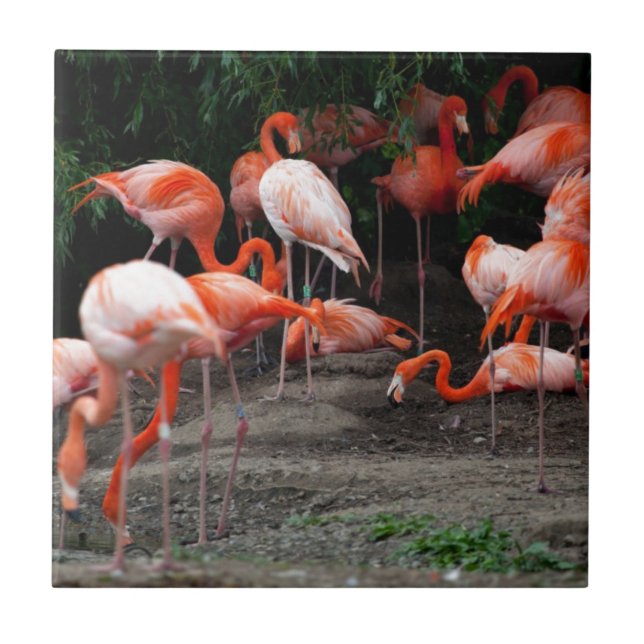 Tropiska fågelfåglar Destiny Flamingos Kakelplatta (Framsidan)