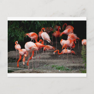 Tropiska fågelfåglar Destiny Flamingos Vykort