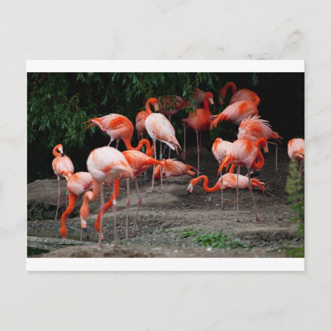 Tropiska fågelfåglar Destiny Flamingos Vykort (Framsida)