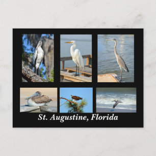 Tropiska fåglar av Saint Augustine, Florida Vykort