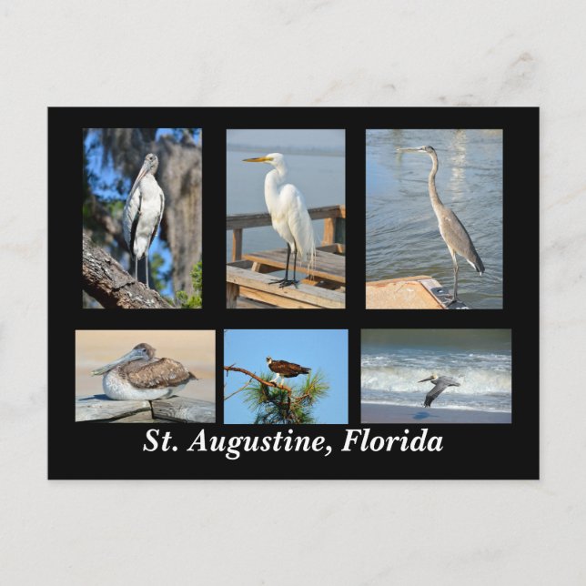 Tropiska fåglar av Saint Augustine, Florida Vykort (Framsida)