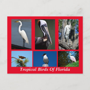 Tropiska fåglar i Florida Vykort