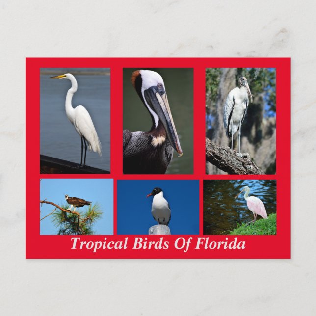 Tropiska fåglar i Florida Vykort (Framsida)