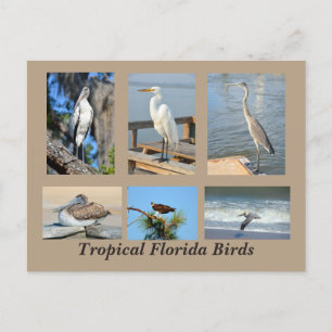 Tropiska fåglar i Florida Vykort