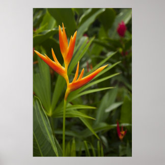 Tropiska Färg Poster