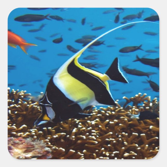 Tropiska fiskar fyrkantigt klistermärke (Framsida)