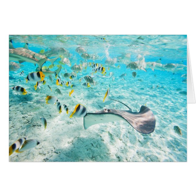 Tropiska fiskar hälsningskort (Framsidan Horizontal)
