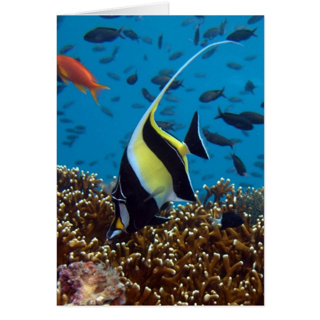 Tropiska fiskar hälsningskort (Framsidan)