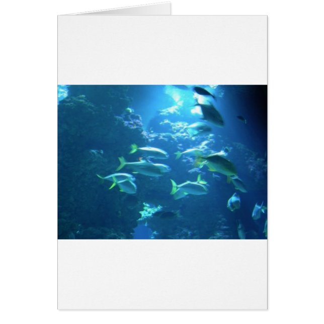 Tropiska fiskar hälsningskort (Framsidan)