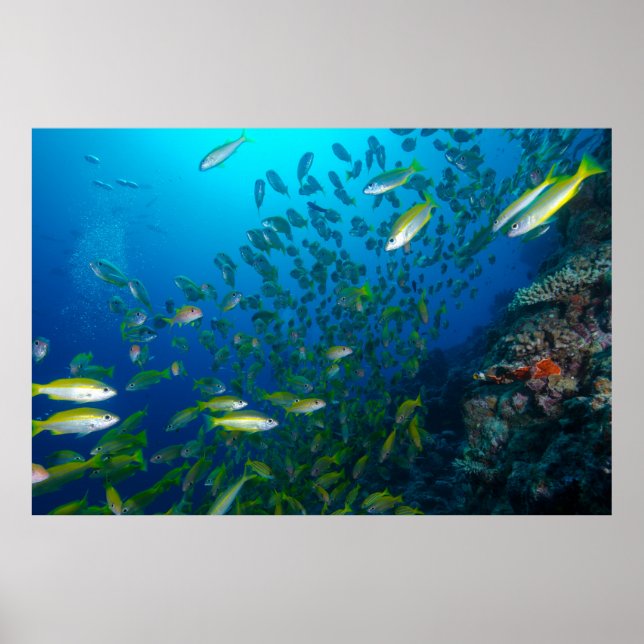 Tropiska fiskar i koralsjön poster (Framsidan)