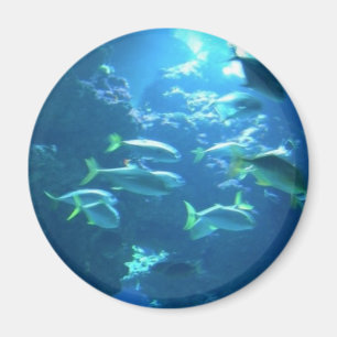 Tropiska fiskar magnet