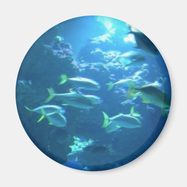 Tropiska fiskar magnet (Framsidan)