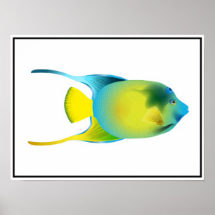 Tropiska fiskar Poster