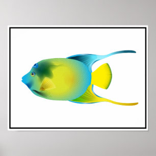 Tropiska fiskar Poster
