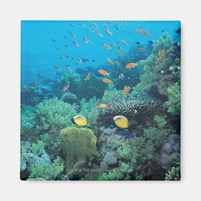 Tropiska fiskar som simmar över rev magnet (Framsidan)
