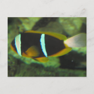 tropiska fiskar vykort