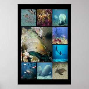 Tropiska fiskars vattenlevande liv poster