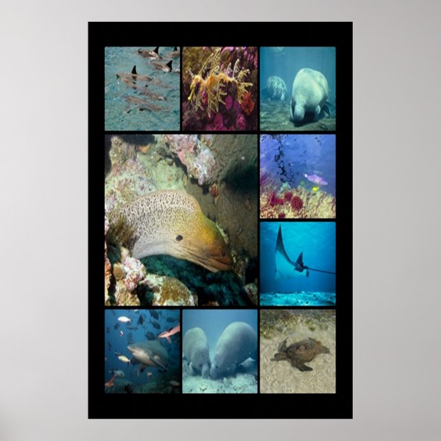 Tropiska fiskars vattenlevande liv poster (Framsidan)