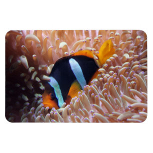 Tropiska fisknät magnet