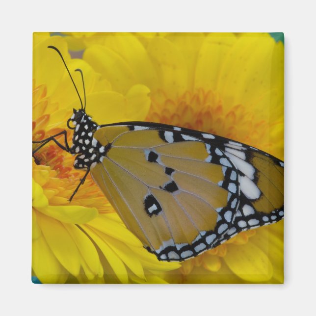 Tropiska fjärilar magnet (Framsidan)