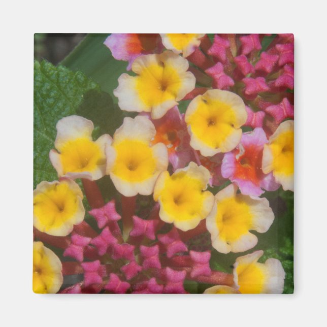 Tropiska fläktar med liten Gult och Rosa Buds Magnet (Framsidan)