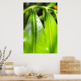 Tropiska Gröna Blad Fotoaffisch Poster