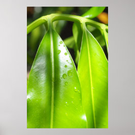 Tropiska Gröna Blad Fotoaffisch Poster