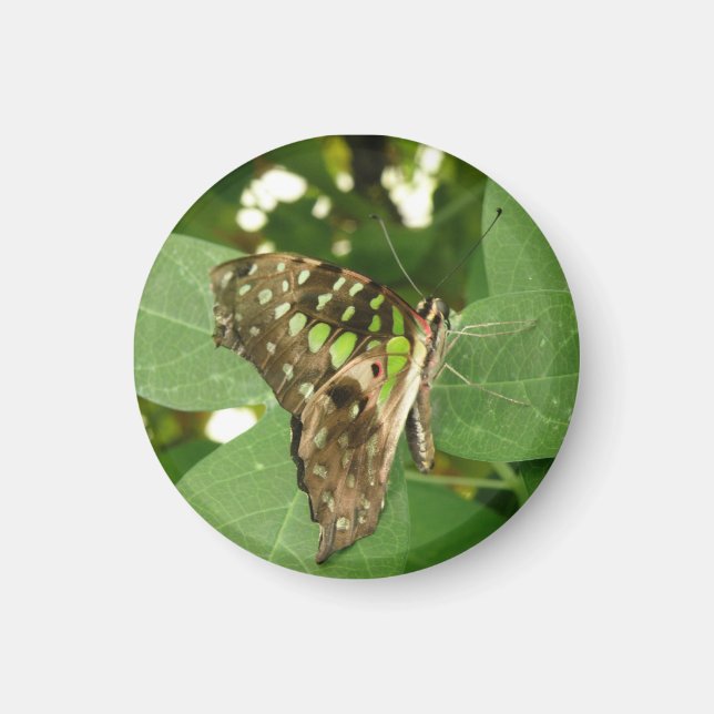 Tropiska Grönten Butterfly Magnet (Framsidan)