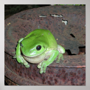 Tropiska Grönten Träd Frog Poster