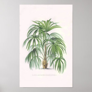 tropiska handflatan, handflatan träd poster