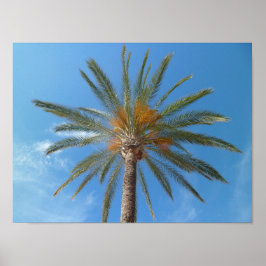 Tropiska Handflatan Träd och Blå himmel Poster