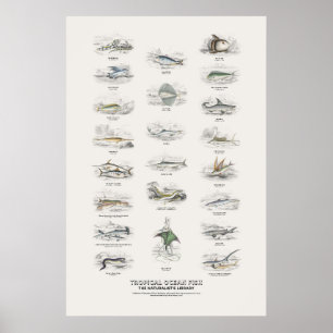 Tropiska havsfiskar - Naturalist's Library Poster