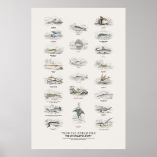 Tropiska havsfiskar - Naturalist's Library Poster