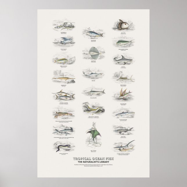 Tropiska havsfiskar - Naturalist's Library Poster (Framsidan)