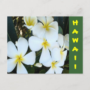 tropiska hawaiiska blommor vykort