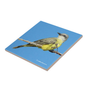 Tropiska Kingbird på Blackberry Gren Kakelplatta