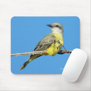 Tropiska Kingbird på Blackberry Gren Musmatta