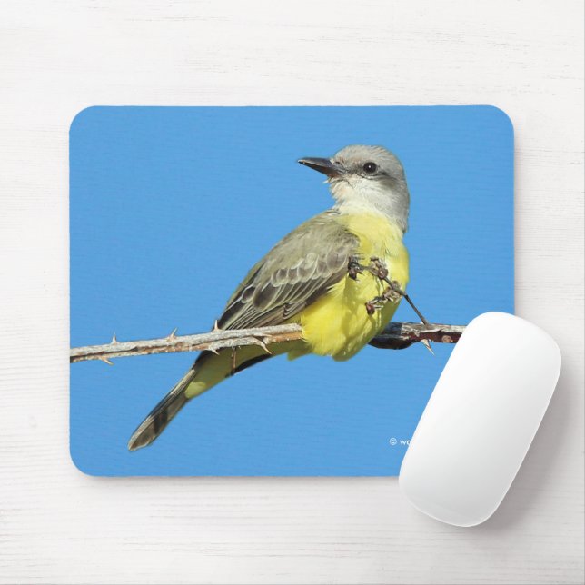 Tropiska Kingbird på Blackberry Gren Musmatta (Med mus)