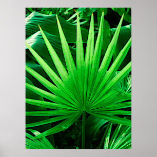 Tropiska löv, kvarnhandflatan, mörk - grönt poster